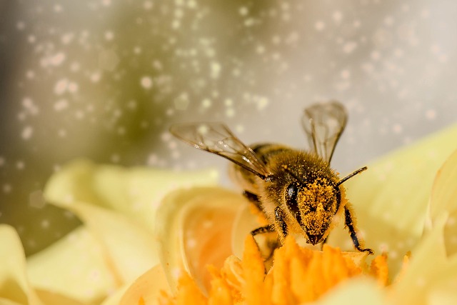 Alergie na Pyly Antihistaminika Nepomáhají: Jak Získat Léčbu, Která Funguje?