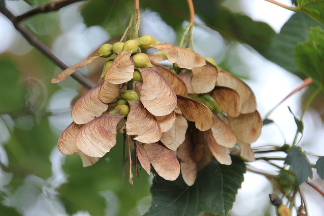 Jak zvládnout ⁣svědění,​ bolest⁢ a otok​ po štípnutí:​ nejlepší ⁢domácí ⁣léčebné postupy