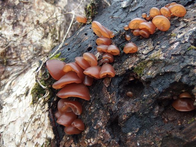 Auricularia jídasovo ucho: Houba s mnoha léčivými vlastnostmi 2 Auricularia účinky Jidášovo ucho