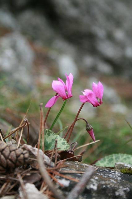 - Použití cyklamátu v potravinářském průmyslu Spojených států
