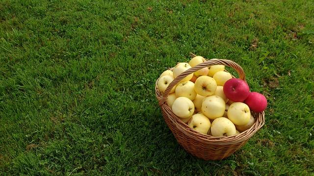 Maca peruánská na ovulaci: Jak podporuje ženskou fertilizaci.